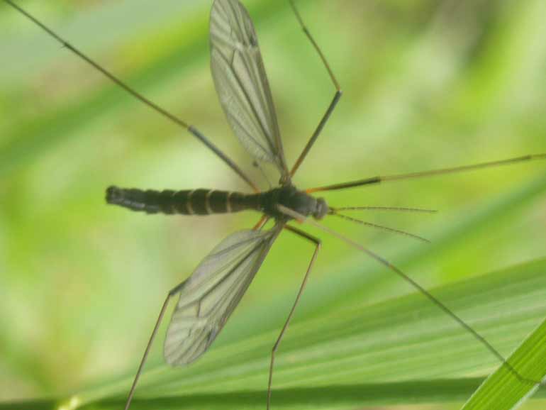 Tipula scura