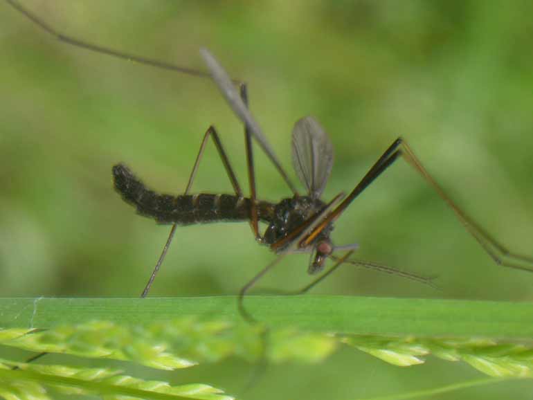 Tipula scura