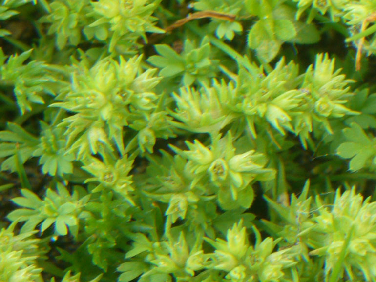 Scleranthus polycarpos o verticillatus?