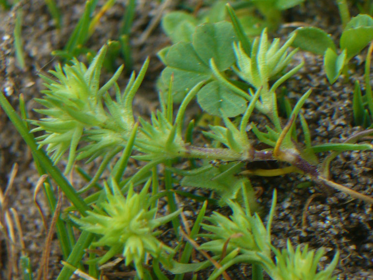 Scleranthus polycarpos o verticillatus?