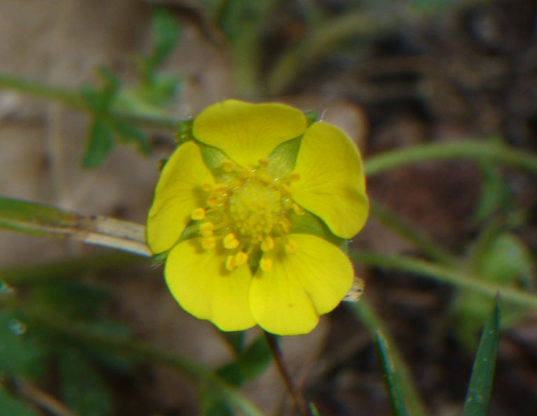 Potentilla cfr. tabernaemontani