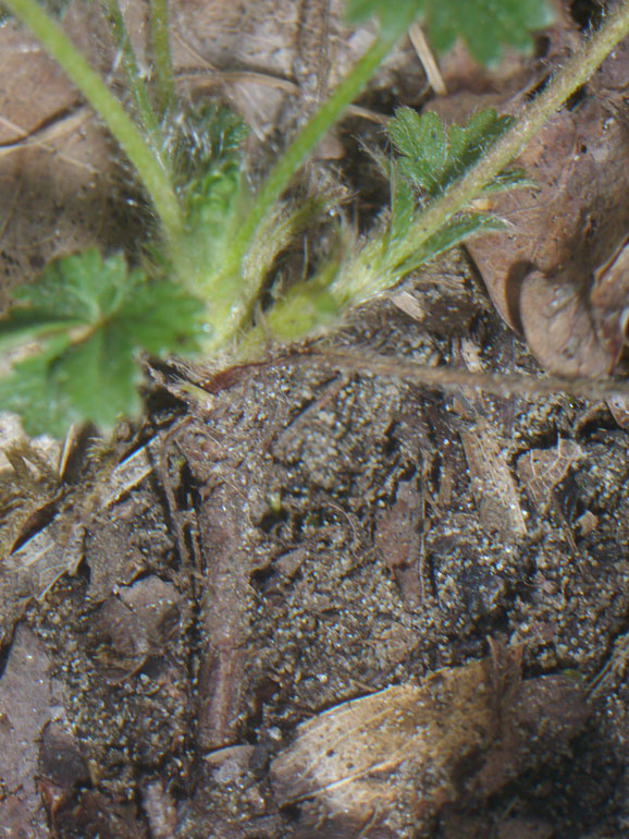Potentilla cfr. tabernaemontani