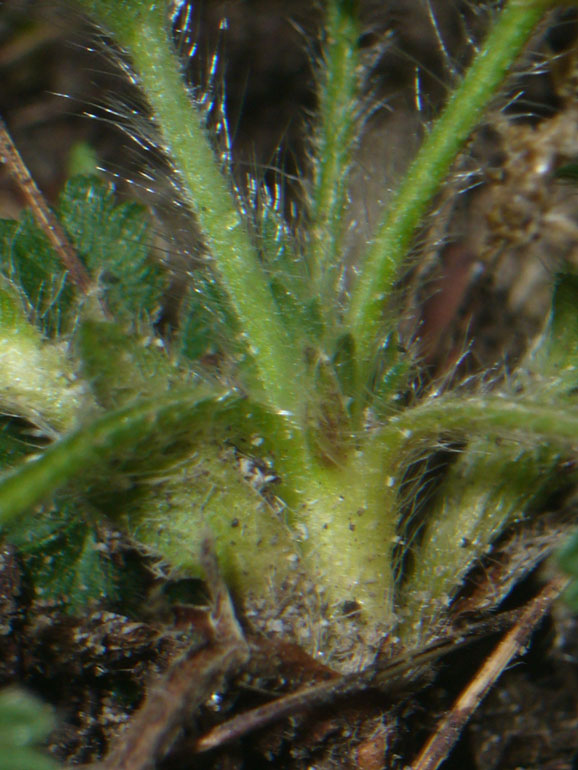 Potentilla cfr. tabernaemontani