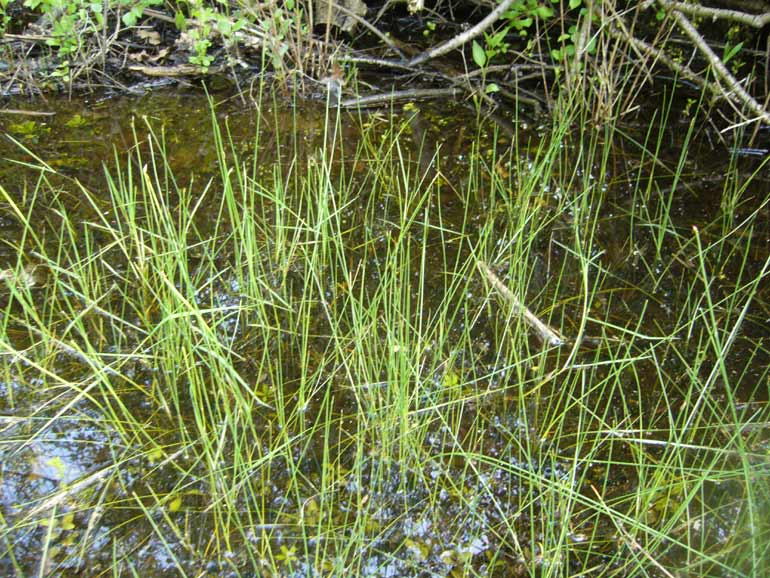 Eleocharis palustris / Giunchina comune