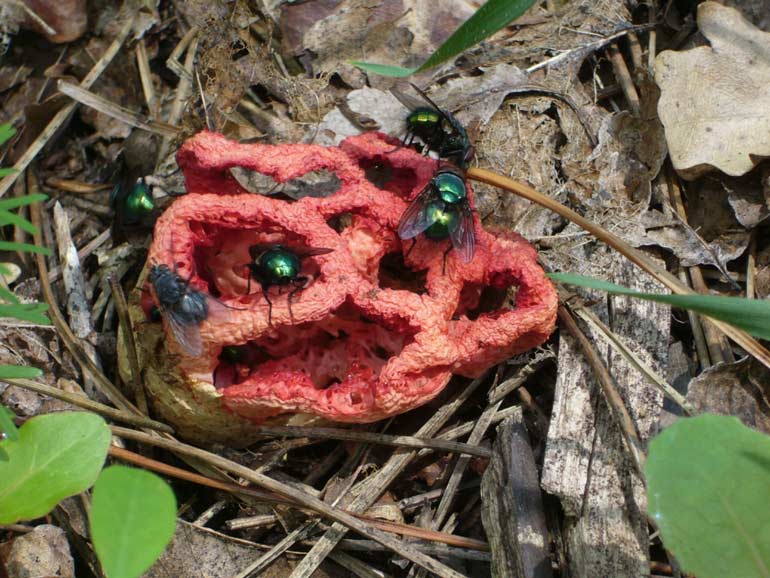 Escursione NM nella divina foresta spessa e viva