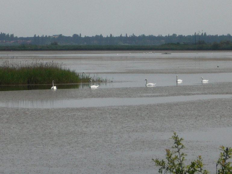 Uscita in laguna nel parco delta Po a Ravenna
