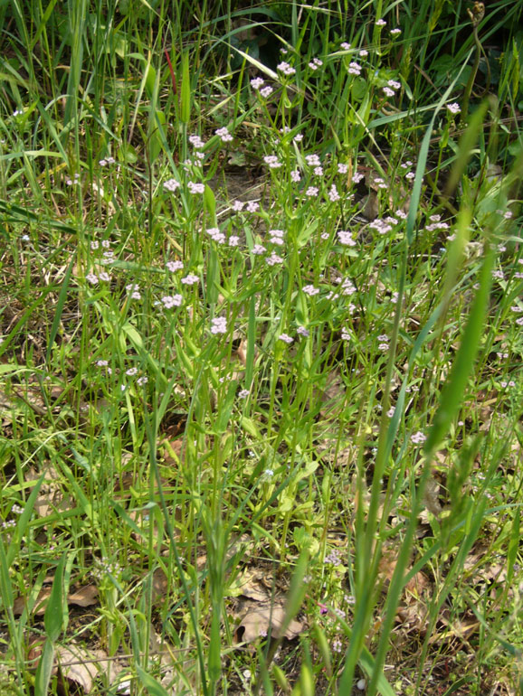 Valerianella eriocarpa / Gallinella campanulata