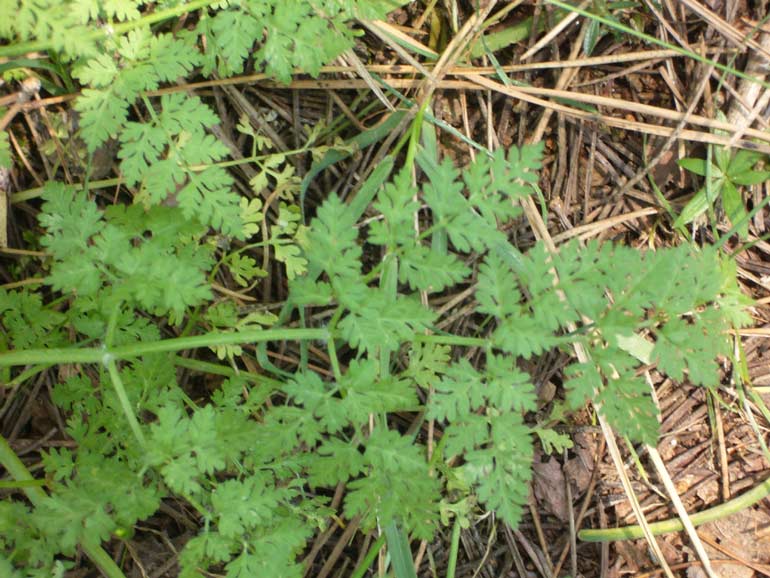 Anthriscus caucalis / Cerfoglio lappola