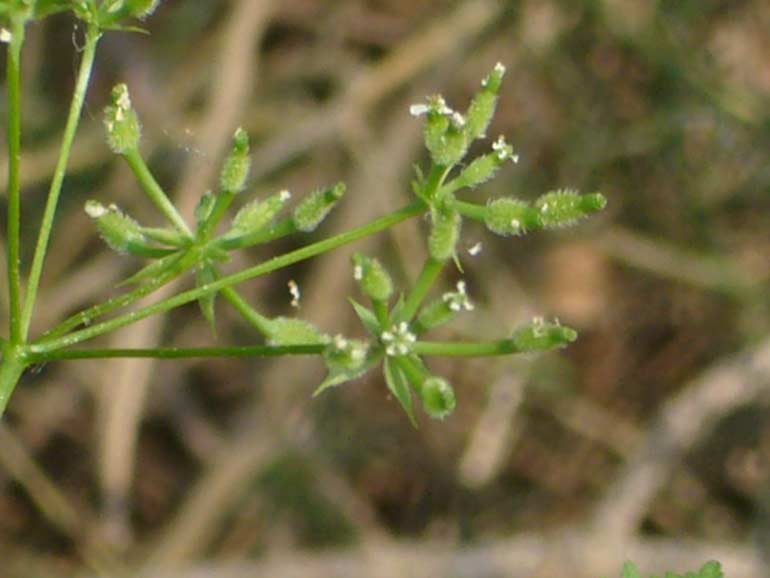 Anthriscus caucalis / Cerfoglio lappola