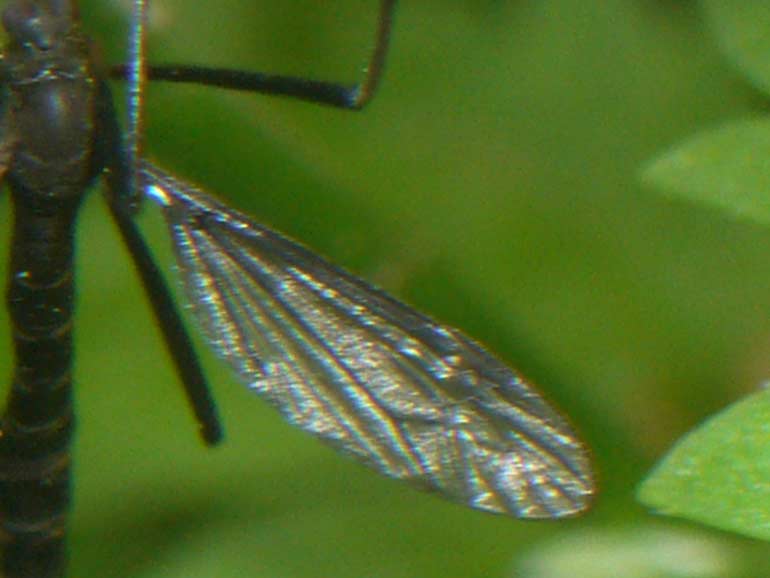 Tipula scura