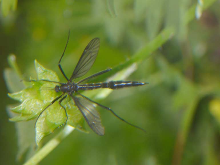 Tipula scura