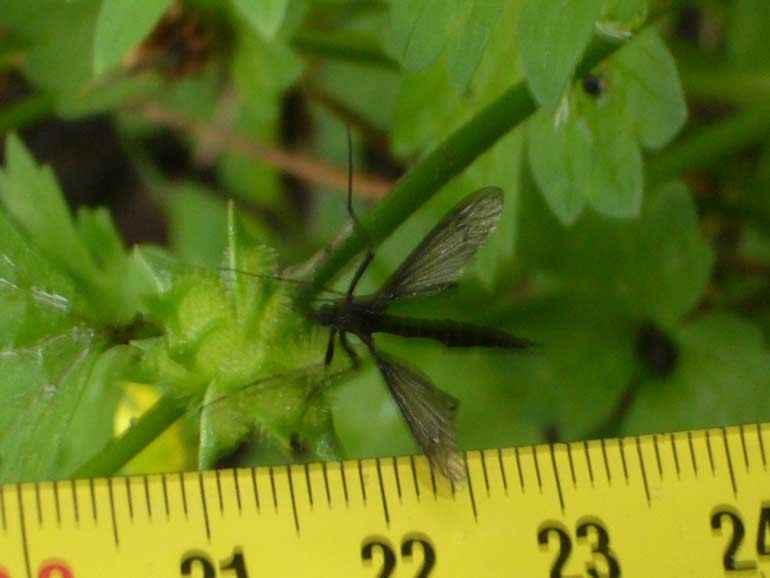 Tipula scura