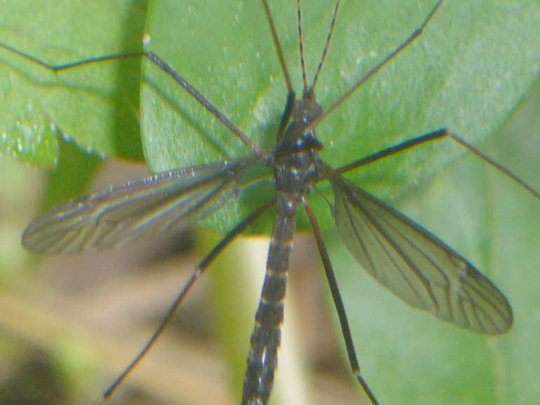 Tipula scura