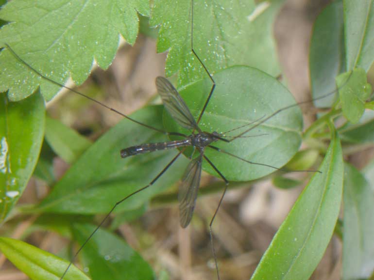 Tipula scura