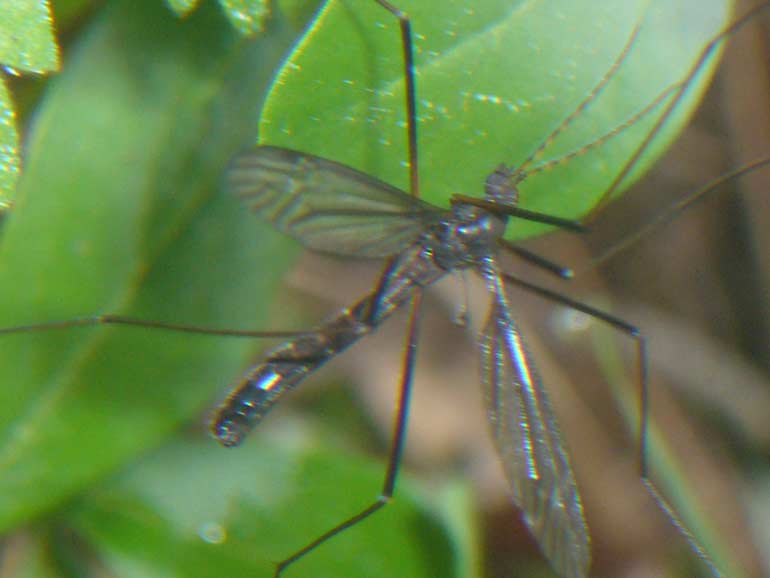 Tipula scura