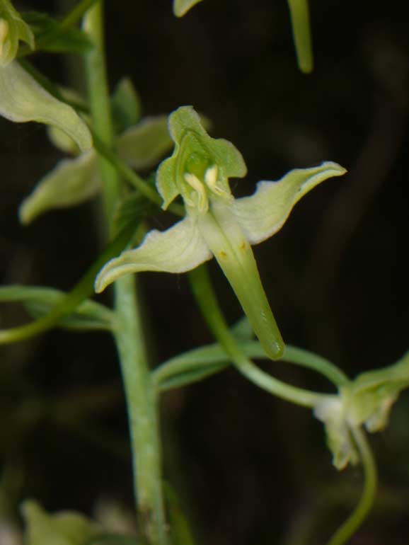 Platanthera chlorantha (?)