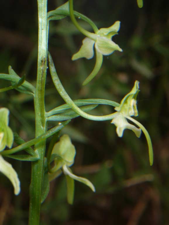 Platanthera chlorantha (?)