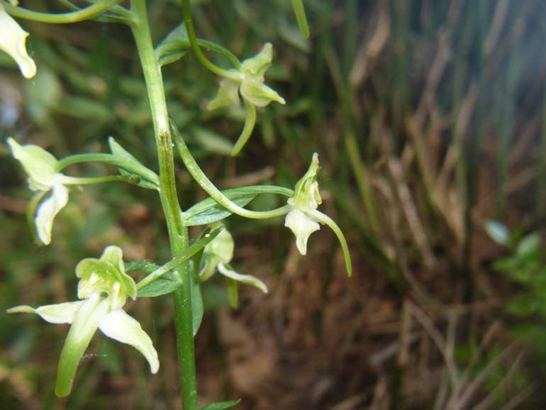 Platanthera chlorantha (?)