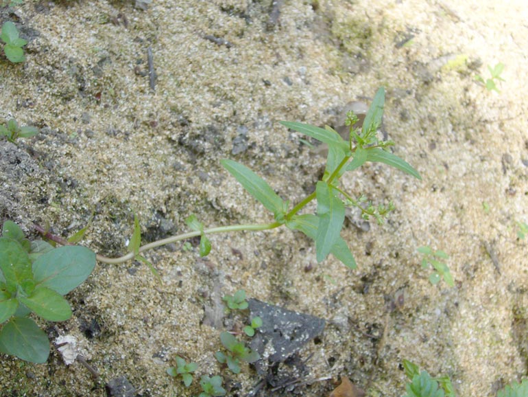 Veronica catenata / Veronica catenata