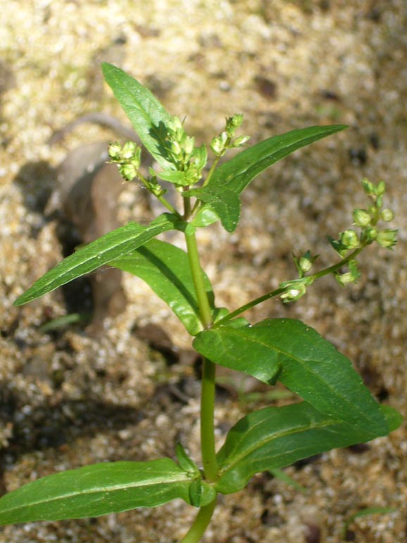 Veronica catenata / Veronica catenata