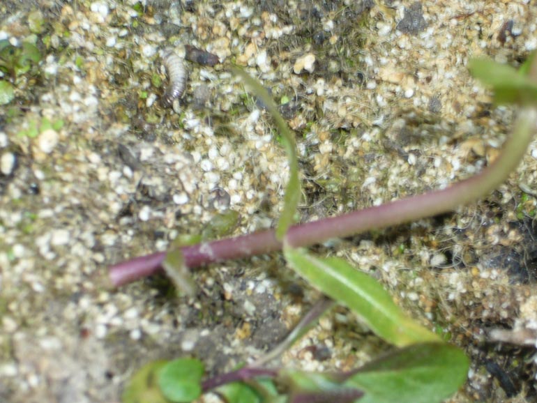 Veronica catenata / Veronica catenata