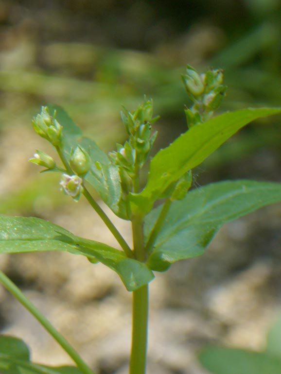 Veronica catenata / Veronica catenata