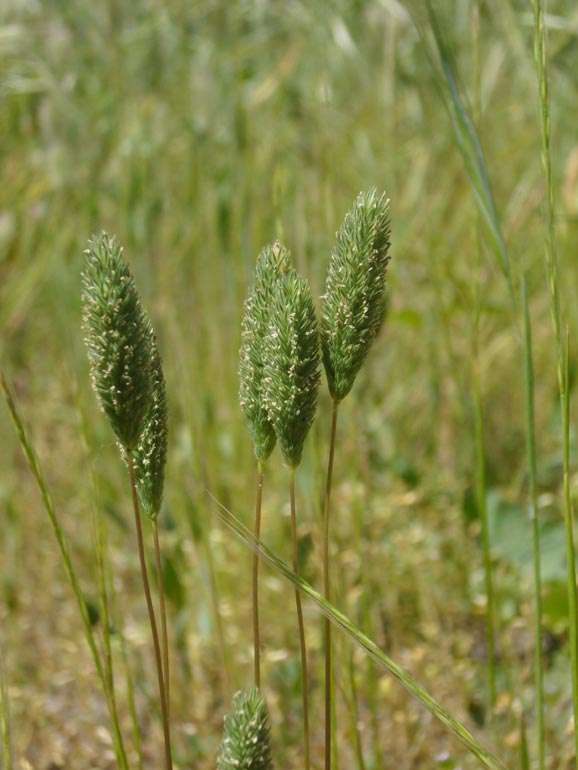 Phleum arenarium / Codolina delle spiagge