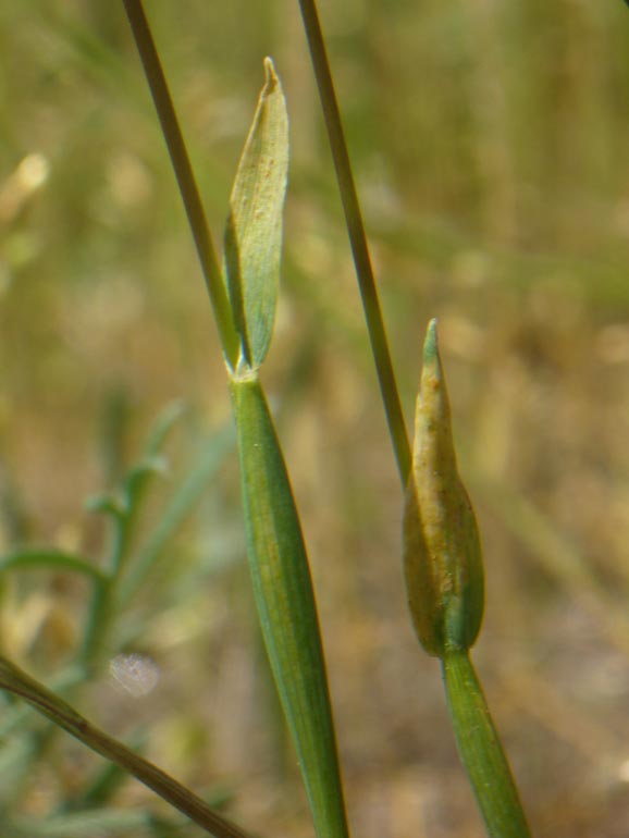 Phleum arenarium / Codolina delle spiagge