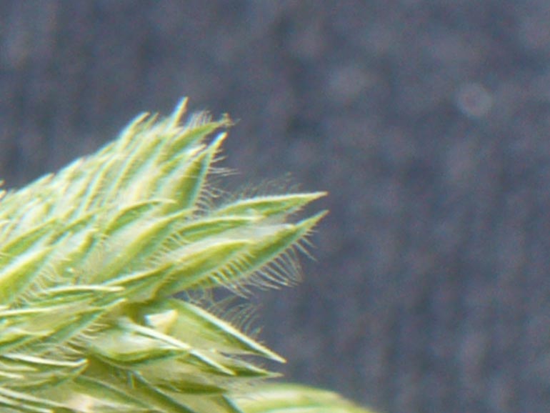 Phleum arenarium / Codolina delle spiagge