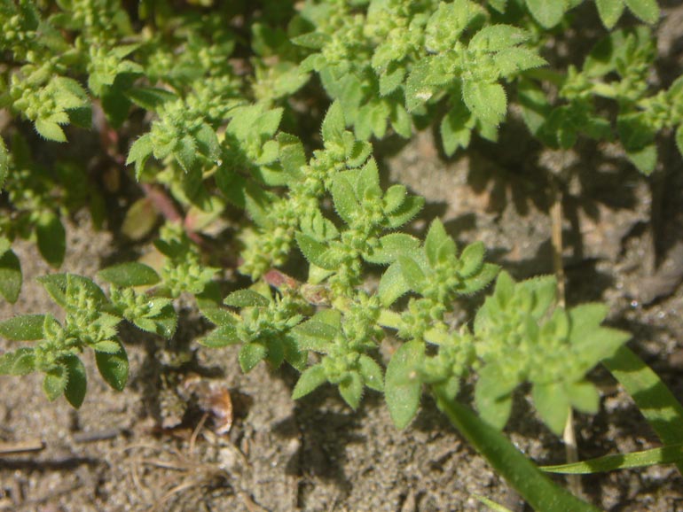 Herniaria hirsuta /  Erniaria cinerea