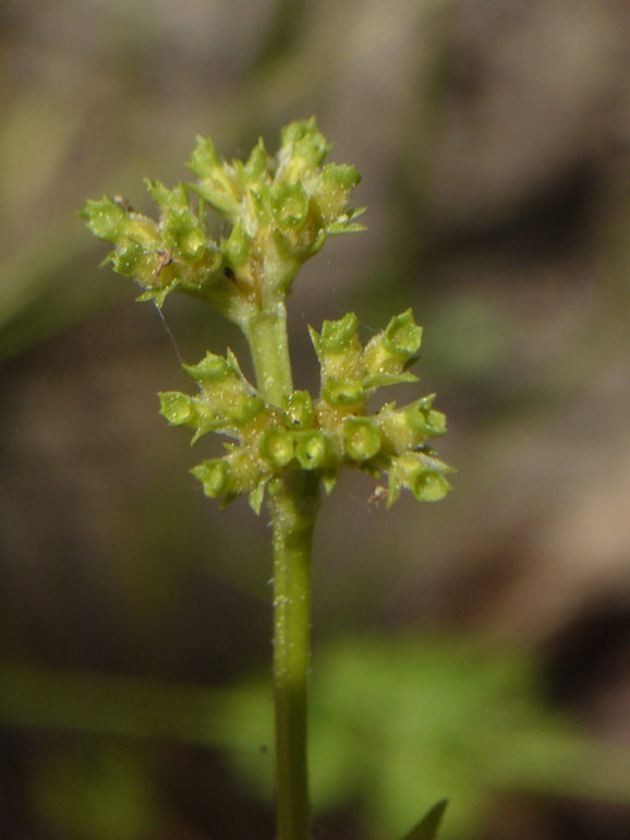 Valerianella eriocarpa / Gallinella campanulata