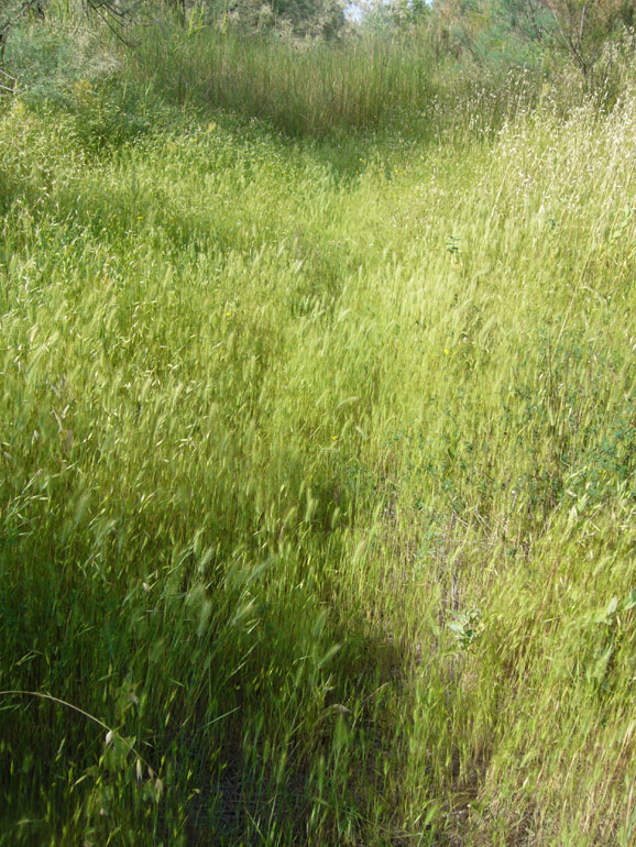 Hordeum marinum / Orzo marittimo