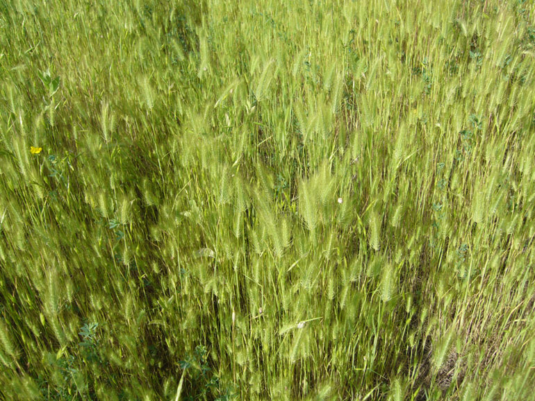 Hordeum marinum / Orzo marittimo