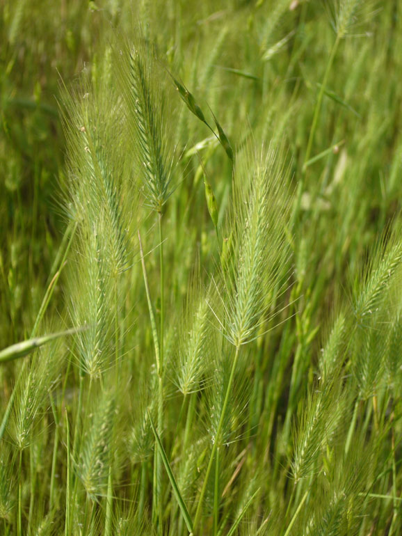Hordeum marinum / Orzo marittimo