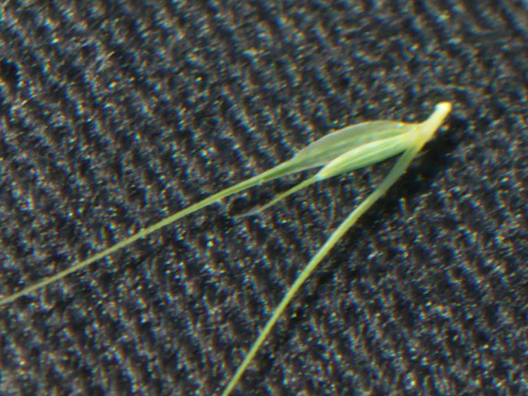 Hordeum marinum / Orzo marittimo