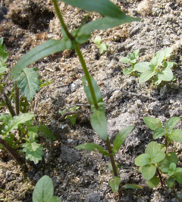 Veronica catenata / Veronica catenata