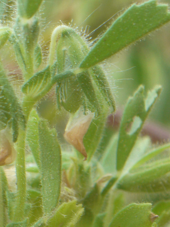 Ononis reclinata / Ononide reclinata