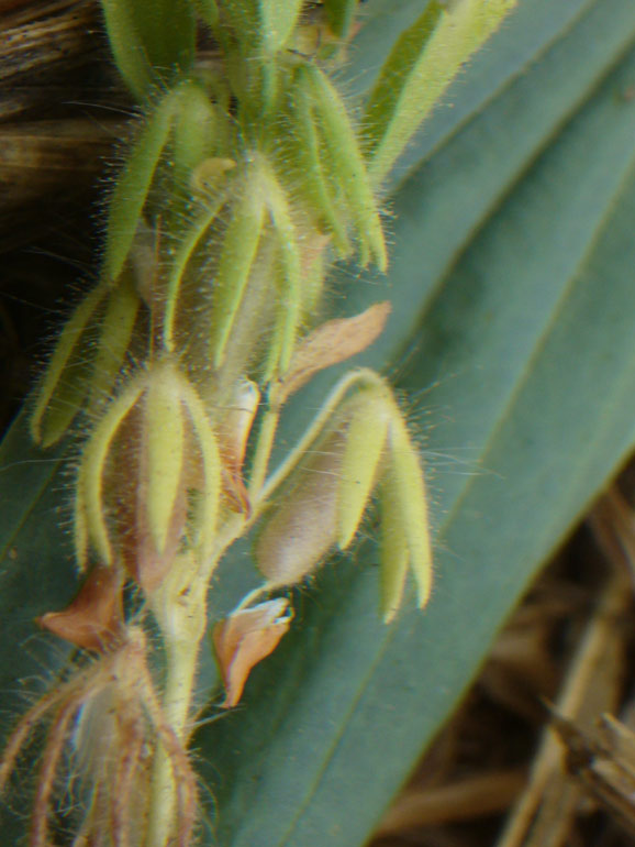 Ononis reclinata / Ononide reclinata