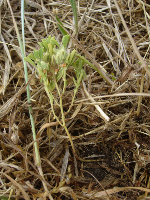Ononis reclinata / Ononide reclinata