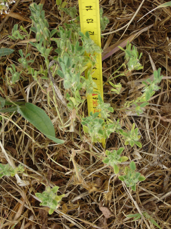Ononis reclinata / Ononide reclinata