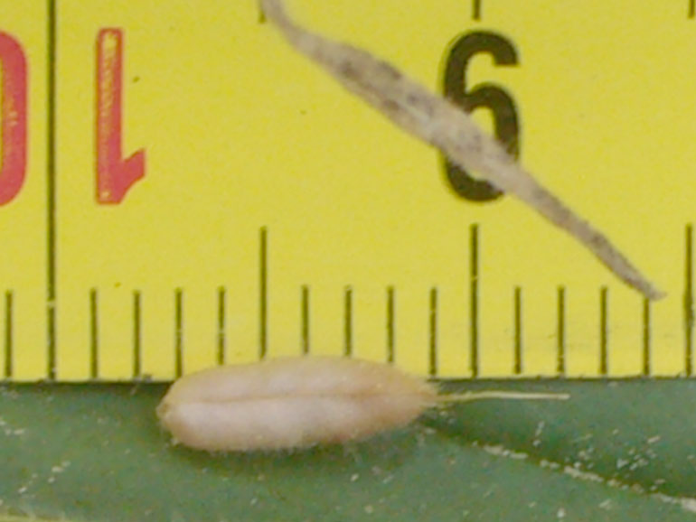 Ononis reclinata / Ononide reclinata