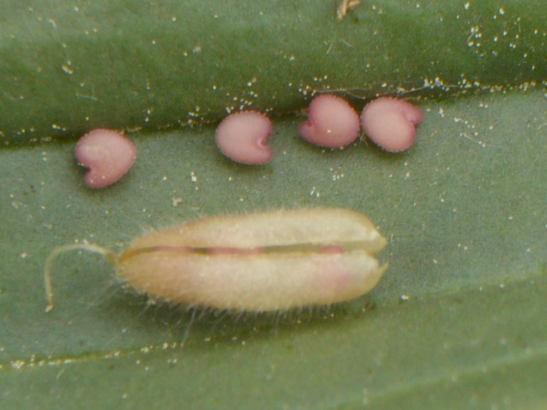 Ononis reclinata / Ononide reclinata