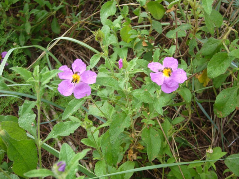 Cistus creticus subsp. erocephalus (=Cistus incanus) / Cisto rosso