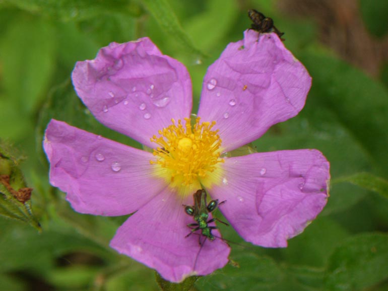 Cistus creticus subsp. erocephalus (=Cistus incanus) / Cisto rosso