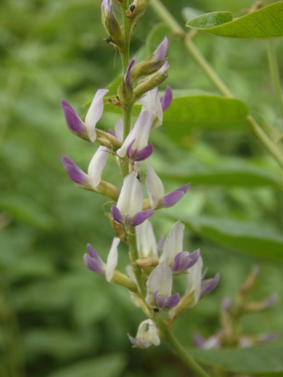 Glycyrrhiza glabra / Liquerizia