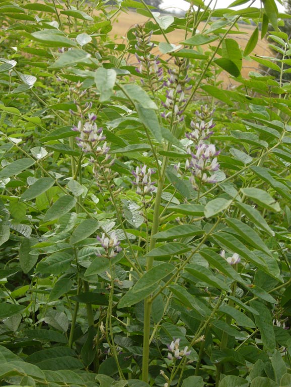 Glycyrrhiza glabra / Liquerizia