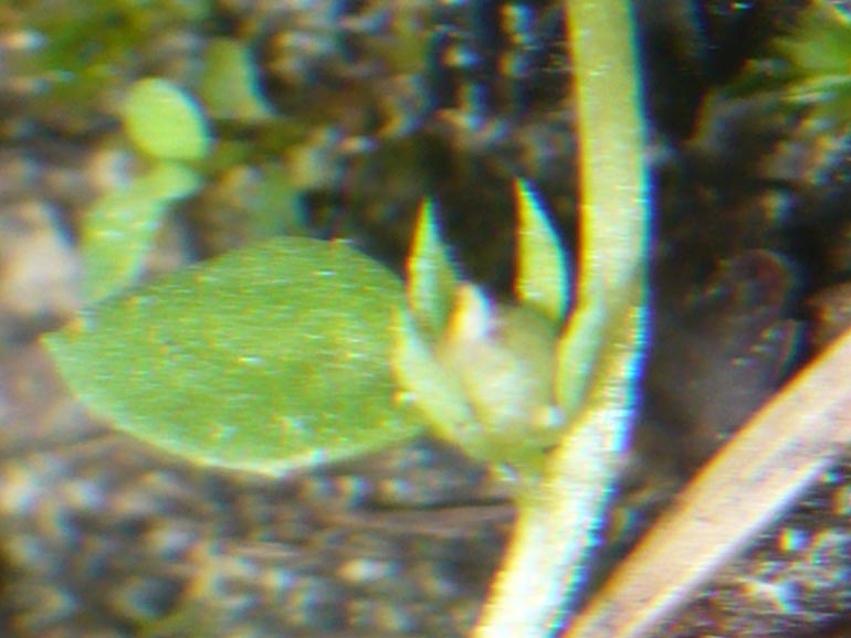 Lysimachia minima /  Centonchio minore