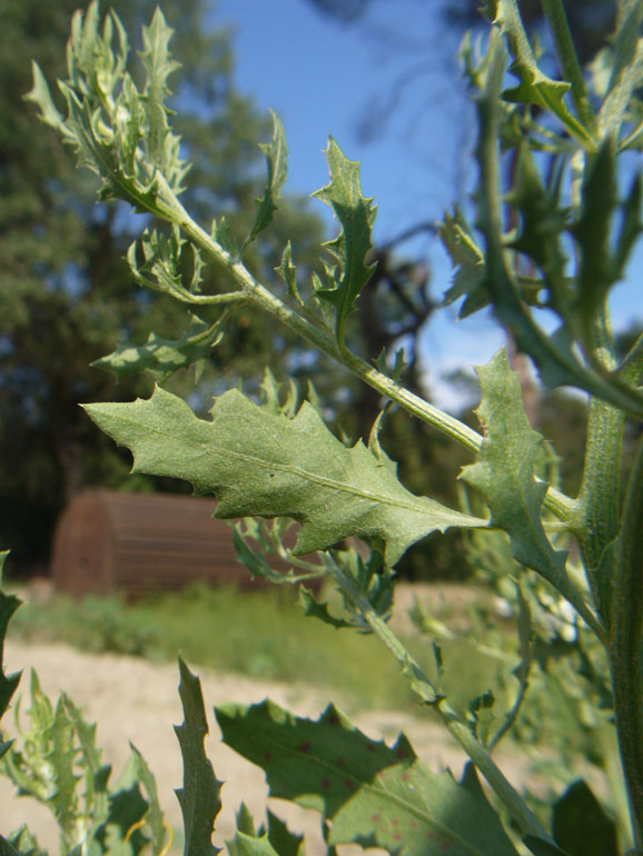 Cycloloma atriplicifolium / Cicloloma comune