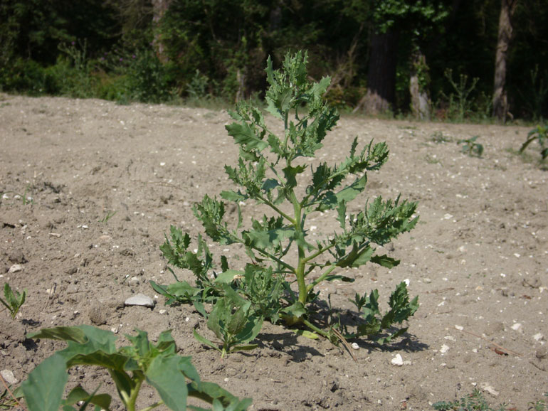 Cycloloma atriplicifolium / Cicloloma comune