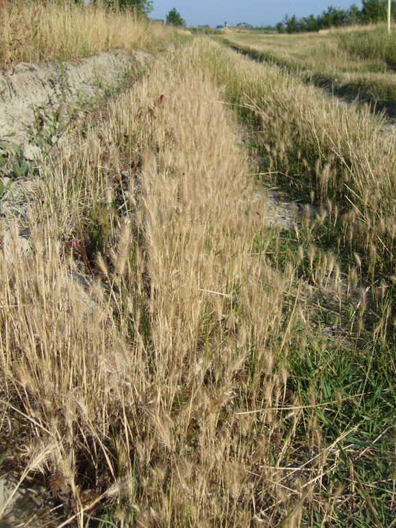 Hordeum marinum / Orzo marittimo